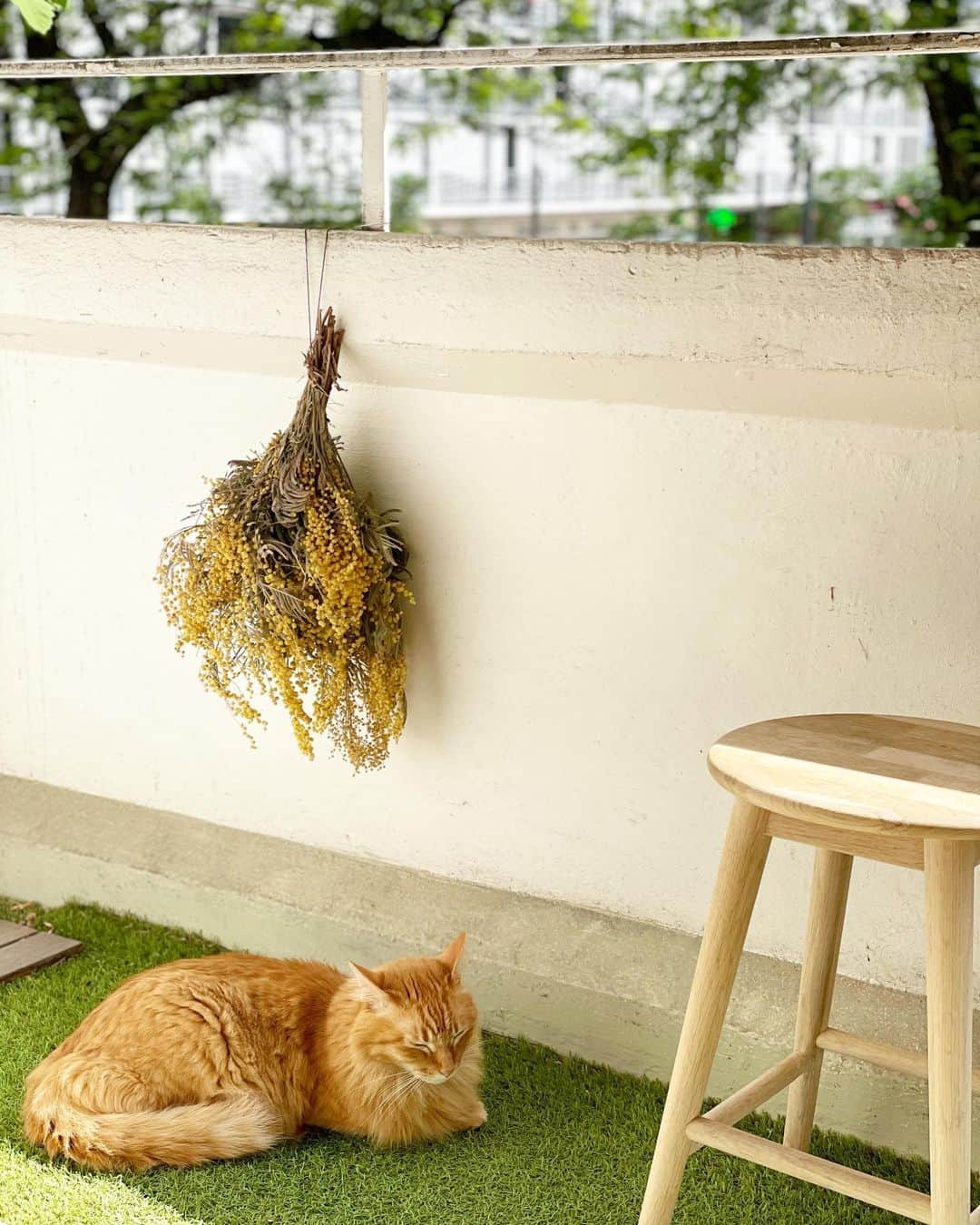 猫沢エミさんのインスタグラム写真 - (猫沢エミInstagram)「パリは本日初夏の香り。  靴下がいらない陽気。  どう？　湿度のないパリの軽い空気。  ふたりとも猫毛がサラサラして気持ちがいいね。  #猫沢家の猫兄弟　#ピガ兄　#ユピ坊 #猫沢組の渡仏物語  #猫パリ　#猫沢エミのインターナショナル五十路ライフシフト  #猫沢エミリーパリへ行く」5月10日 3時13分 - necozawaemi