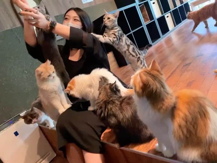 風吹ケイのインスタグラム：「猫様にモテててきました🥰🥰🥰」
