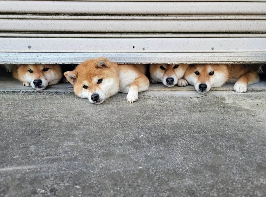 柴犬たま Shibainu Tamaのインスタグラム