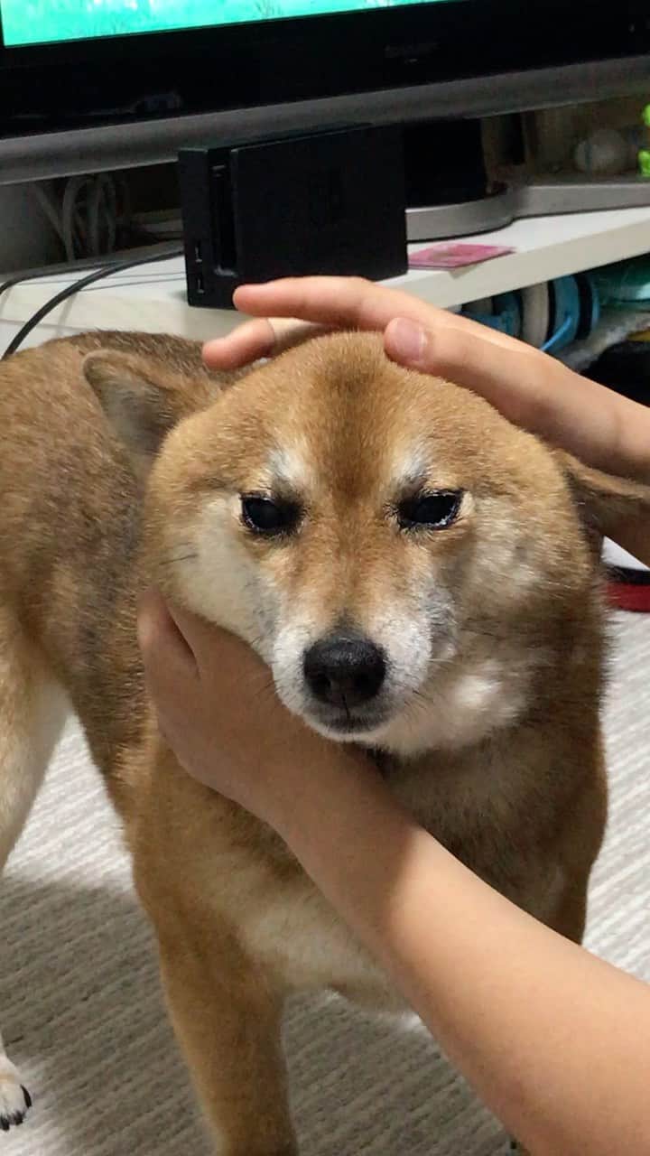 柴犬はなこ Shibainu Hanakoのインスタグラム：「ひたすらこねくり回される🌀 気持ち良いのか諦めてるのか？😂 #shiba #dog #shibainu #犬 #柴犬 #魔女の宅急便」