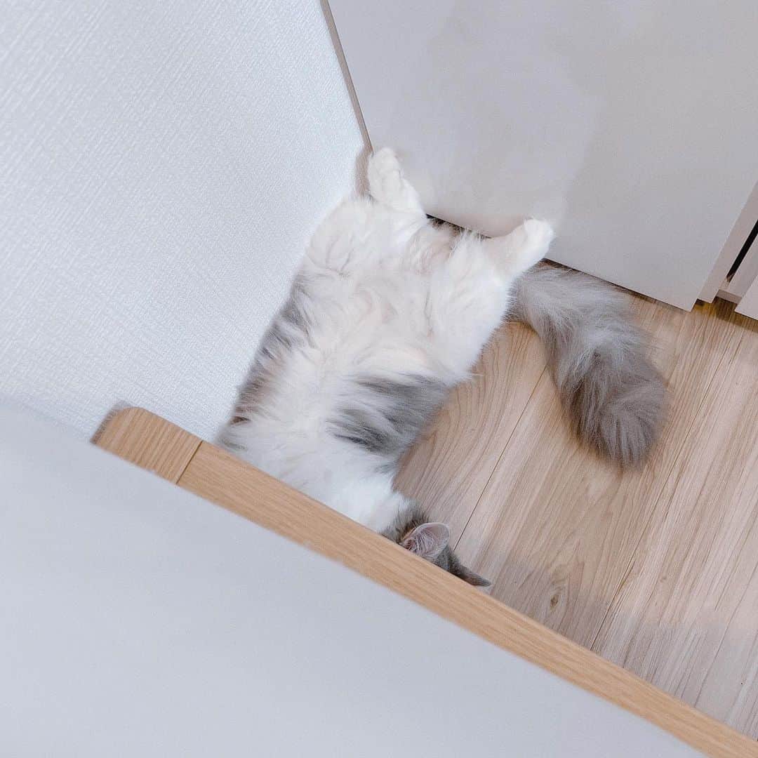 bakeのインスタグラム：「もふもふ落ちてたᜊﬞﬞ 𓂃 𓈒𓏸◌」