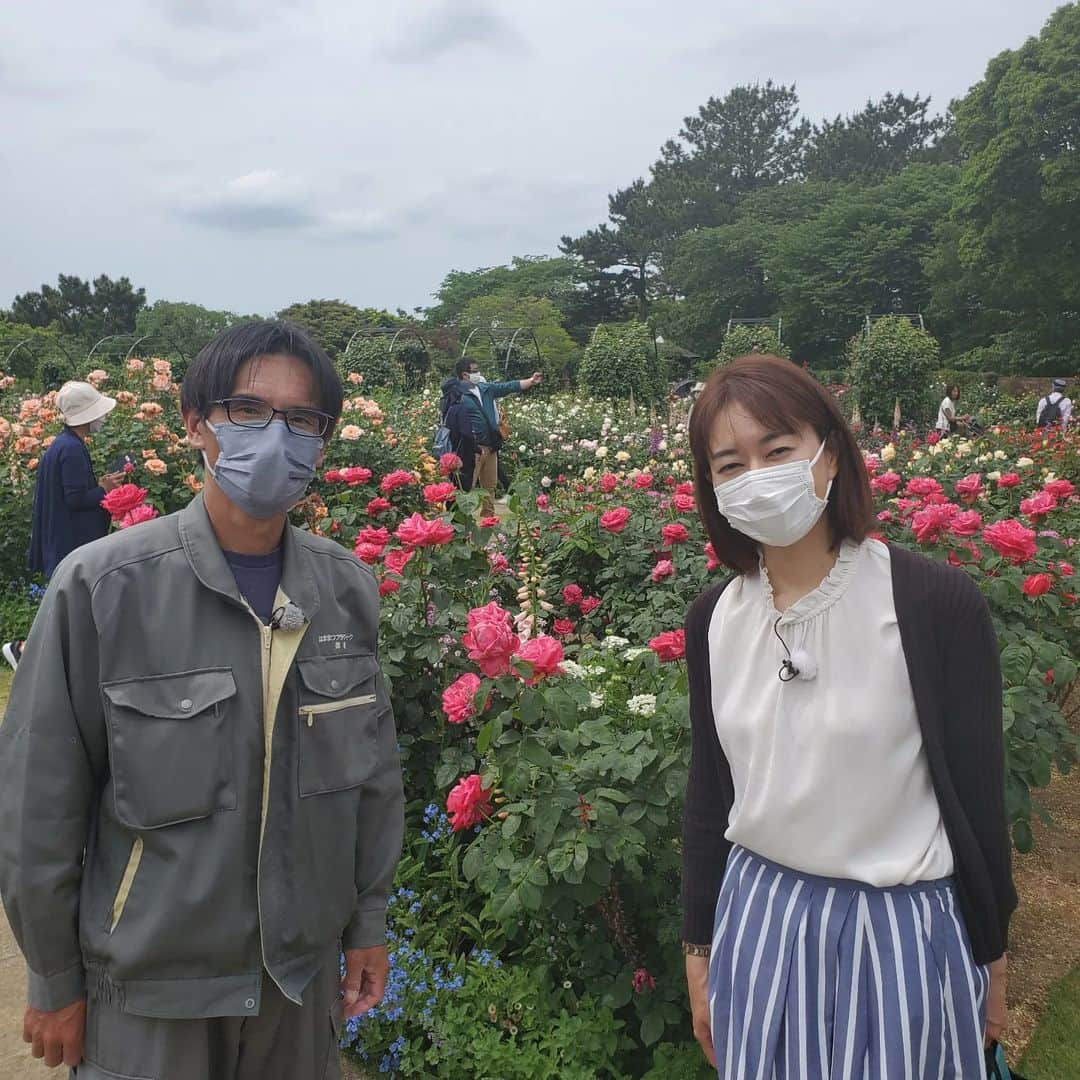 徳増ないるのインスタグラム：「きょうのevery.しずおかでは 県西部の浜名湖周辺で開かれている「浜名湖花フェスタ」を ご紹介します！  会場のひとつ はままつフラワーパークでは バラが見頃に🌹 ローズガーデンで甘い香りに 包まれました。  案内していただいた徳増さん (同じ苗字で親近感！) 浜松ならではのあるテーマを持った バラを多く植えているそうです。 そのテーマとは？ 答えはきょうの放送で😊」