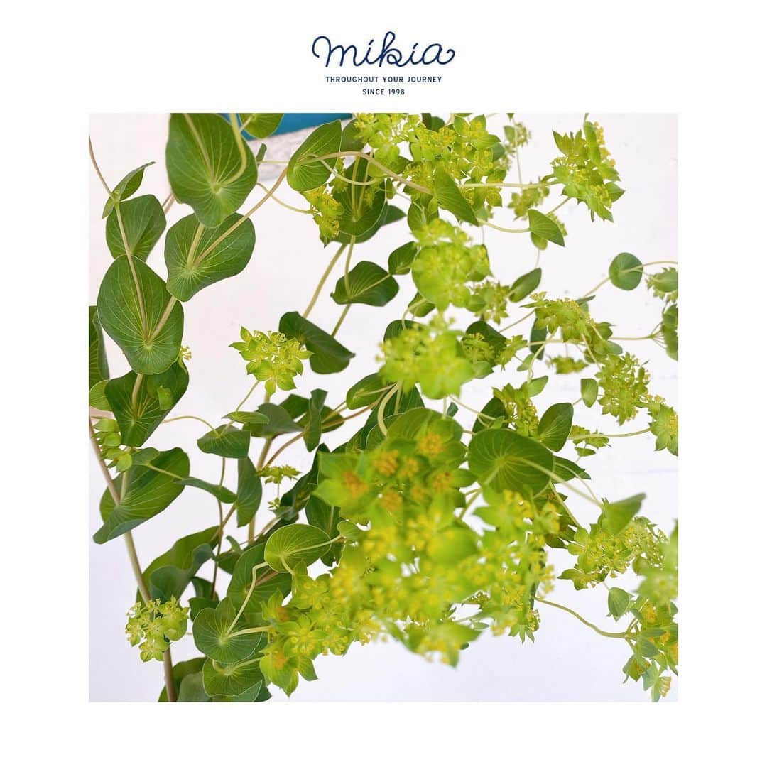 ミキアのインスタグラム：「Today's Mikia Gallery is a fresh green flower called Bupleurum. 今日のﾐｷｱギャラリーのお花は爽やかなグリーンのブプレリウムという可愛いお花です。」