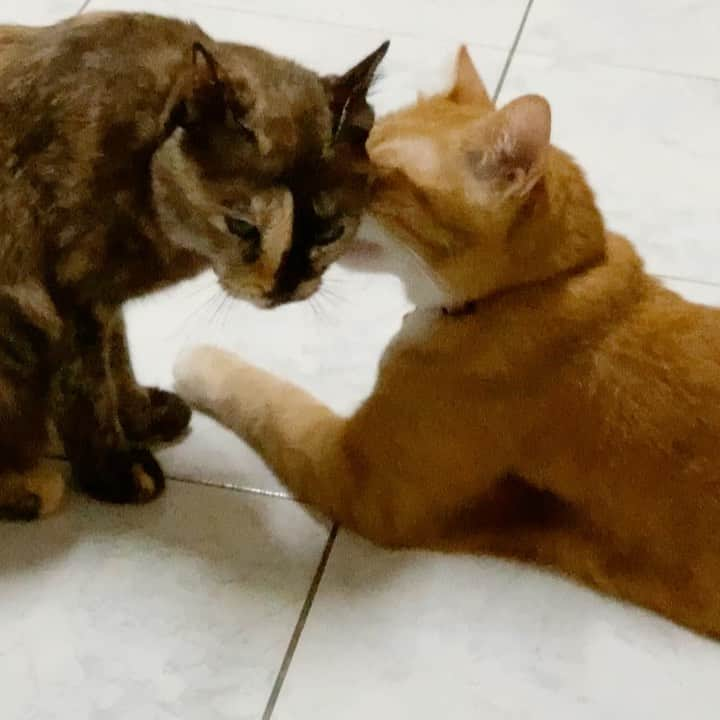 tamatamagoのインスタグラム：「😼🐱いつもの毎日😂😂😂  😼🐱Another ordinary day👅👅  ハナちゃんの体重の乗っけ方が😂😂  2022/05/10  #猫　#ねこ　#猫好きさんと繋がりたい #にゃんすたぐらむ #にゃんだふるらいふ #タイ猫　#茶トラ　#茶トラ男子部 #茶トラ白 #サビ猫  #サビ猫の魅力を伝えたい #保護猫　#cats_of_instagram #catstagram #catlovers #ilovemycat #gingercat #gingercatsrule #gingercatsofinstagram #orangecat #orangecatsofinstagram #tortie #tortiesofinstagram #catthailand」