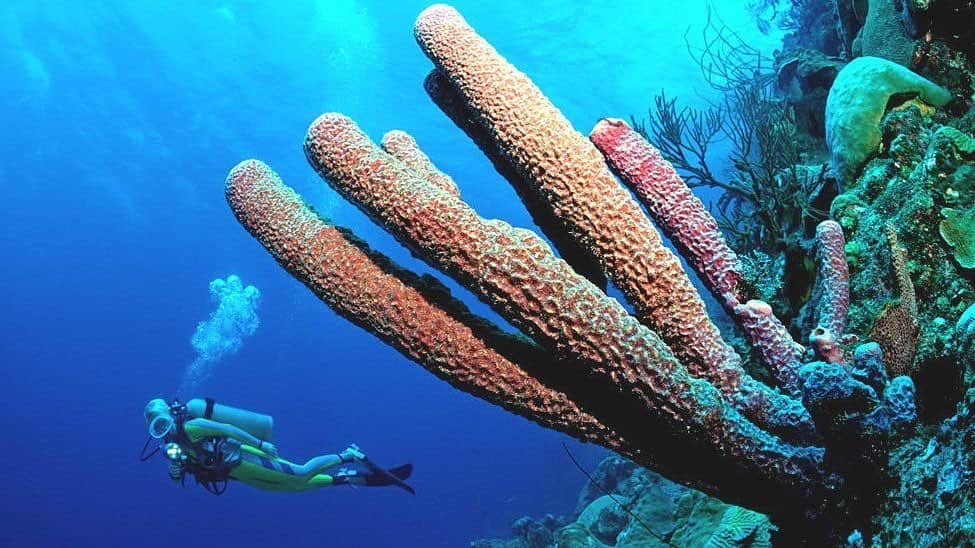 レオナルド・ディカプリオのインスタグラム：「Coral reefs are wonders of the ocean, yet they are one of the most threatened ecosystems on Earth. The @IPCC recently reported the majority of coral reefs will not survive intense marine heat waves and global warming past 1.5°C. @bbc details at the link in bio how scientists are defining the more resilient coral in need of priority protection.」