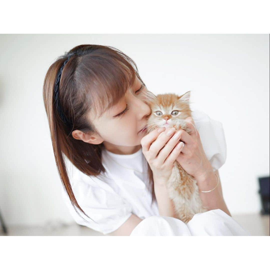 石井美保さんのインスタグラム写真 - (石井美保Instagram)「新しい家族をお迎えしました。 マンチカンのリリーです。 マリーさん @marie_rm0410 との相性を考えるとなかなか踏み切れずに4年間妹分を探し続けていましたが、ようやく運命の子に出会えました！ 我が家にきてしばらく経ちましたが、マリーさんとも戯れ合うまでに。仲良く一緒に寝るぐらいになるまではあと少し。マリーさんのお姉さんぶりが更に愛おしく、幸せな時間が我が家に流れています。 マリーさんのアカウントの方で成長記録upしていきますね。マリー&リリーをどうぞ宜しくお願いします。#マンチカン」5月11日 10時31分 - miho_ishii