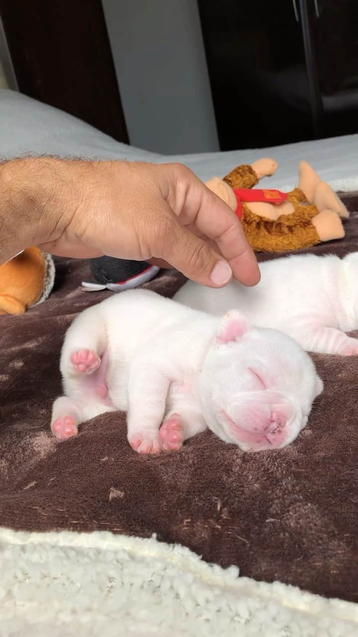 Regeneratti&Oliveira Kennelのインスタグラム：「I know I’m cute but stop bothering me when I’m about to sleep! #frenchbulldog #nap」