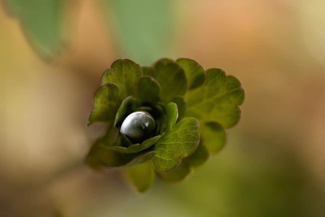アンジー・ペインのインスタグラム：「Rain drop cradled in Columbine leaves. Sometimes I have an emotional reaction to a photo that I can’t quite articulate. This is one of those photos. It was taken about ten steps outside my front door, and it makes me love everything about the small stuff and water droplets and macro photography and the wonder of nature.  • • • #macro #macrophotography」