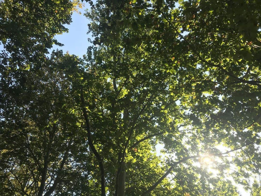 片山萌美のインスタグラム：「🌳  #定期的nature」