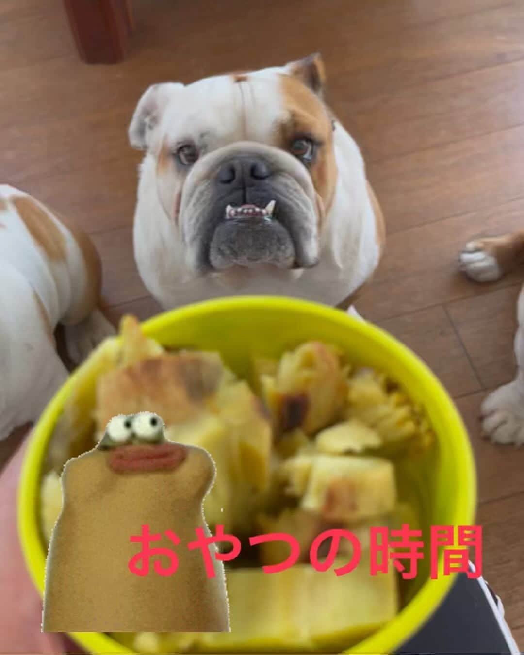 のインスタグラム：「おやつの時間のヒトコマ。  #おやつ  #花梅田鈴  #さつまいも  #愛犬」