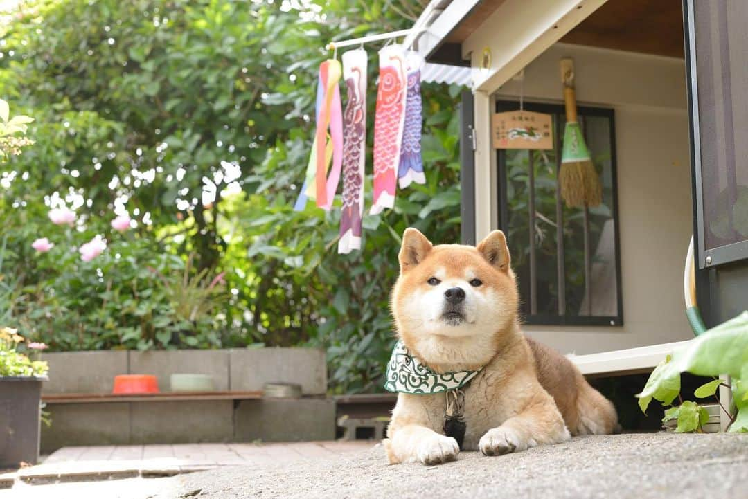 Ryujiさんのインスタグラム写真 - (RyujiInstagram)「Good morning.😄 おはようございます🍞 #焼き上がりました#bltバーガー#にこじ#御庭番#しっとりな朝#pancakes#macho#hapyboy#nakedgeneral#goodmorning#おはよう」5月12日 7時34分 - ryuji513