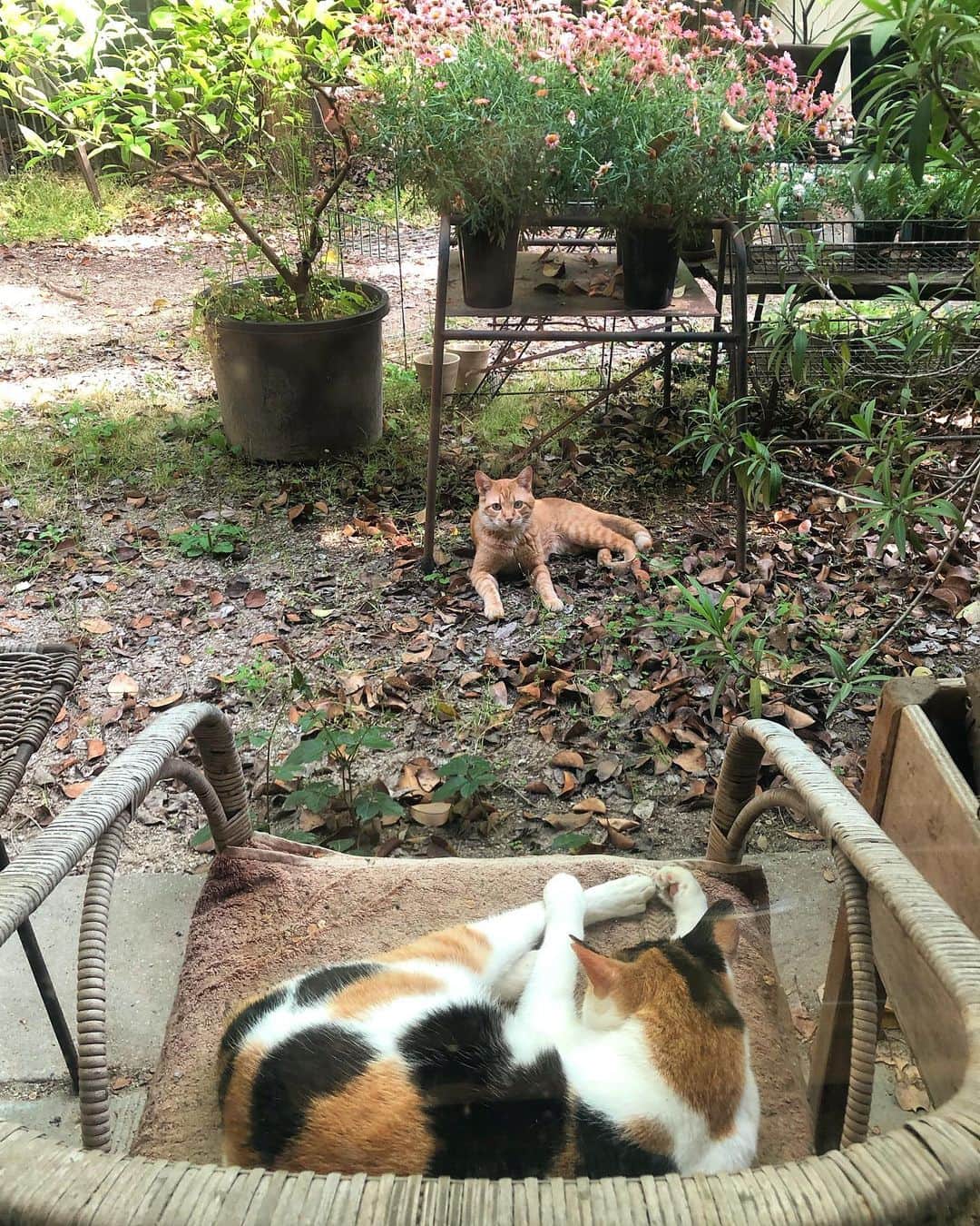 唐津裕美さんのインスタグラム写真 - (唐津裕美Instagram)「昨日、庭でお昼寝してる外猫コミケちゃんの前に新入りcatが！ しかも、たまぞうに似ている！兄弟？！  普段よそから他の猫が庭に入って来たらうちの外猫たちは大騒ぎになるねんけど、この子に対してはほとんど警戒していない様子。  そのフレンドリーなオーラも、たまぞうがうちの庭に初めて仲間入りしてきた時に似ている。 やはりたまぞうの兄弟なのか？！  #trucknest  #truck保護猫保護犬  #ペットショップにいくまえに  #地域猫  #サクラ猫 #truck不幸なワンニャンがいなくなりますように🐈 #猫 #野良猫」5月12日 7時49分 - h_i_r_i_n_k_o