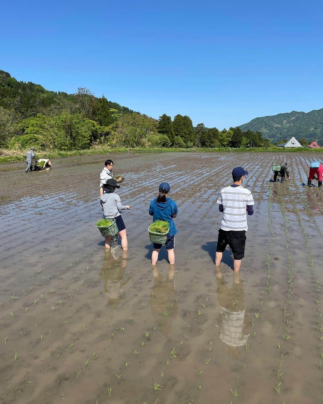 秋山真太郎さんのインスタグラム写真 - (秋山真太郎Instagram)「田植え🌱 #itoigawa#糸魚川#新潟#コシヒカリ#japanculture#bonsai#真柏」5月12日 0時11分 - shintaro_akiyama_official