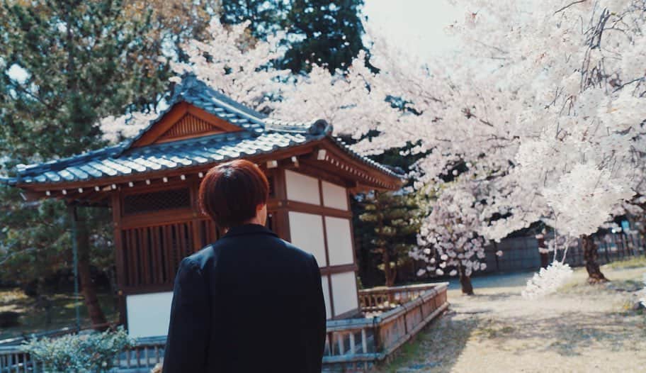 Qyoto【公式】さんのインスタグラム写真 - (Qyoto【公式】Instagram)「『花時雨』 #Qyoto #京都の古刹  #真如堂  #大覚寺  #mv撮影  #spring」5月12日 18時36分 - qyotoofficial