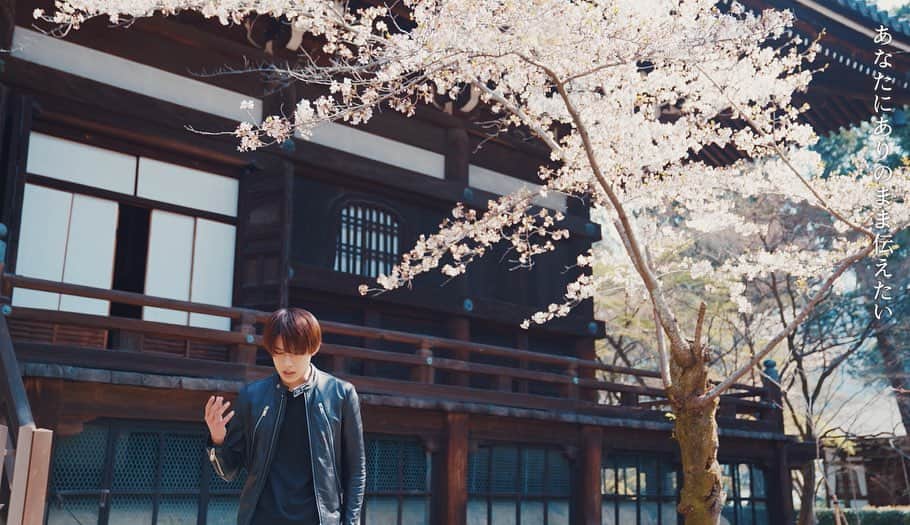 Qyoto【公式】さんのインスタグラム写真 - (Qyoto【公式】Instagram)「『花時雨』 #Qyoto #京都の古刹  #真如堂  #大覚寺  #mv撮影  #spring」5月12日 18時36分 - qyotoofficial