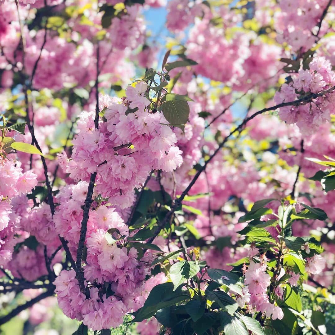 岡田育のインスタグラム：「attending Japan Day Parade in NYC this Saturday.  https://www.timeout.com/newyork/things-to-do/japan-day-in-nyc #dontrainonmyparade  . 土曜日、雨降らないといいね。」