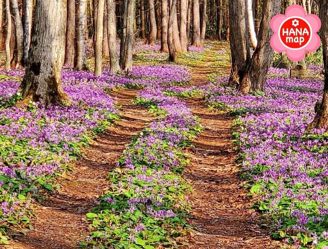 はなまっぷ❁日本の花風景のインスタグラム