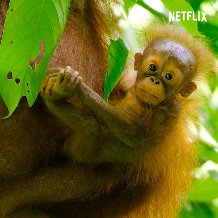 Tim Lamanのインスタグラム：「Now on Netflix: “Wild Babies” including a segment about the early life wild orangutans that I filmed in Borneo.  Did you know that for the first few months, although they are already strong climbers, baby orangutans never leave their mom’s body?  That means mom serves as a jungle gym 24/7, which makes for some trying but also humorous moments.  Check it out, and hope you enjoy it.  To learn more about wild orangutans, and the work going on to protect them, visit @savewildorangutans, follow their link, join our growing band supporters, and get engaged! #orangutan #savewildorangutans #borneo #rainforest #conservation」