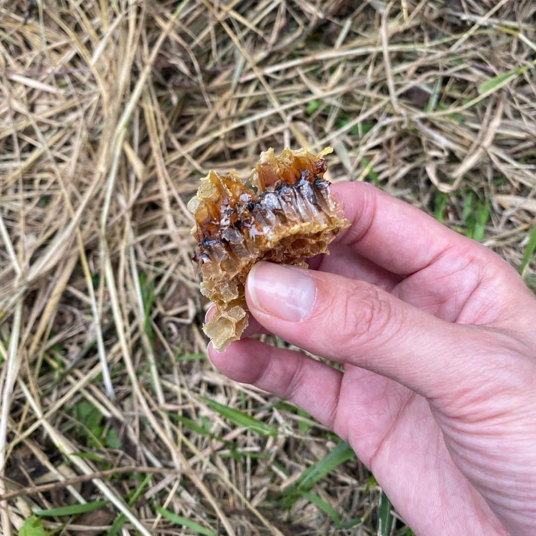 板谷由夏 さんのインスタグラム写真 - (板谷由夏 Instagram)「友人に誘ってもらって ミツバチ🐝たちに逢いに。 小さな小さなミツバチに教わることがたくさんある気がした。 学んでみたい。 いただいた蜜は力があった。 美味しすぎて、唸りました。 ブルーマローを嗅いだら、口にした蜂蜜と同じ香りがした。」5月12日 21時25分 - yukaitaya