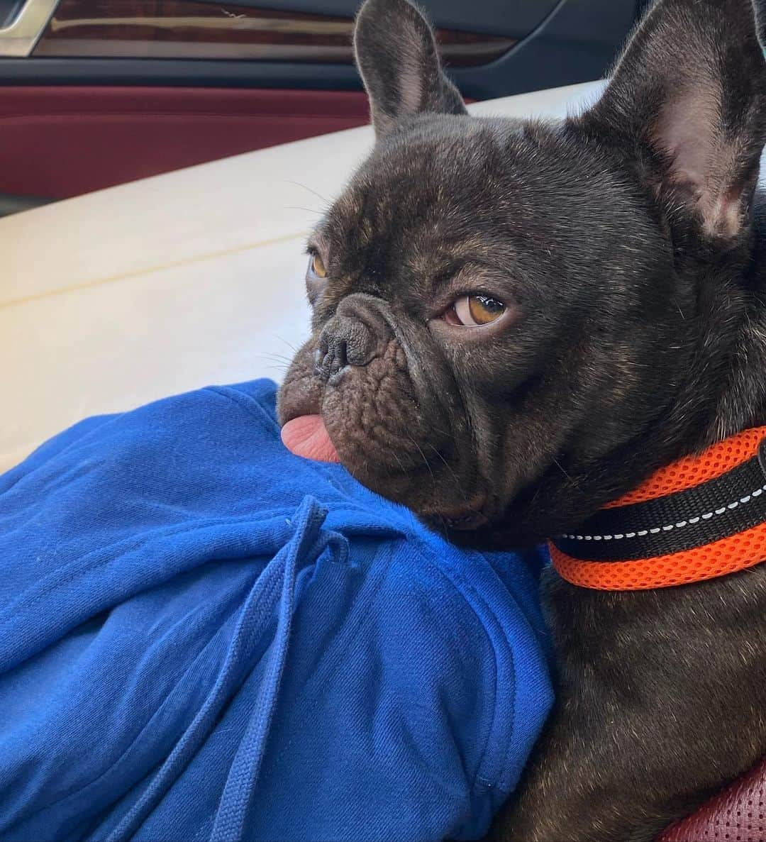 ILAさんのインスタグラム写真 - (ILAInstagram)「My name is Whisky, I’m a French bull dog. I am so cool got my shirt made. Everything is up on the site now, so go check ‘em 🔥 #ilaswim」5月13日 10時37分 - shop_ila_swim