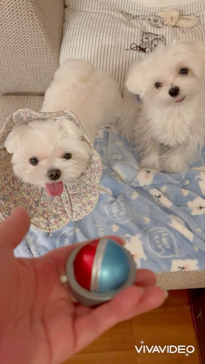 おかゆ & おもちのインスタグラム：「...🐶🎵🐶.・.🛎 . . 面白いモノ見〜つけた🌟 . 500円ガチャ。 相席食堂「ちょっと待てぃ‼️ボタン」😆🛎 . . 千鳥大悟ver.が出たよ👍 . . 丼ちゃん今日はなぜか、おかゆにチュッチュ攻撃💋🫣 ホンマに「ちょっと待てぃ‼︎」やわ😅 . . たま〜に出るシークレットボイスがめっちゃ笑けて、もう💩出たかもしれん🤣💦 . . ノブver.も欲しくなってきたなぁ〜😝 . . .  ❤︎ . . . #maltese #malteseofinstagram #happydog #dogsmile #doglove #doglover #dogstagram #instadog #lovedogs #ilovemydog #cutedog #dogoftheday  #馬爾濟斯 . #okayusan #マルチーズ #犬バカ部 #白い犬 #わんこ #犬のいる暮らし #エブリドッグ #みんなのわんこ #わんこと暮らす幸せ#pecotv #奈良犬 #ふわもこ部 #マルチーズインスタグラム #500円ガチャ #ちょっと待てぃボタン #相席食堂 #千鳥大悟」