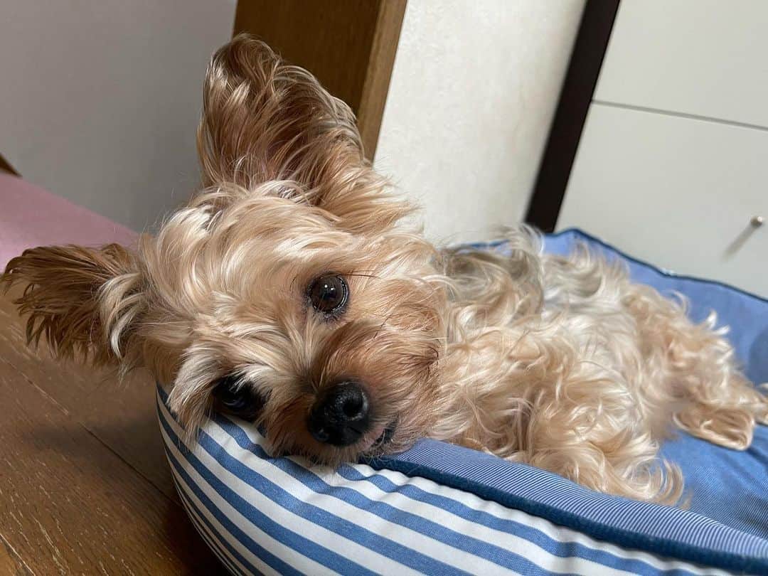 川村優理のインスタグラム：「. お久しぶりです🙂 手術して3ヶ月経ちました。 歩くことはできてます。 走るまでには、まだ時間かかりそうです。 のんびり頑張ります！ . 今日は愛犬の日みたいです。 我が家の癒し犬りき。 . 長生きしてもらいましょう😊 . #愛犬の日 #癒し犬」