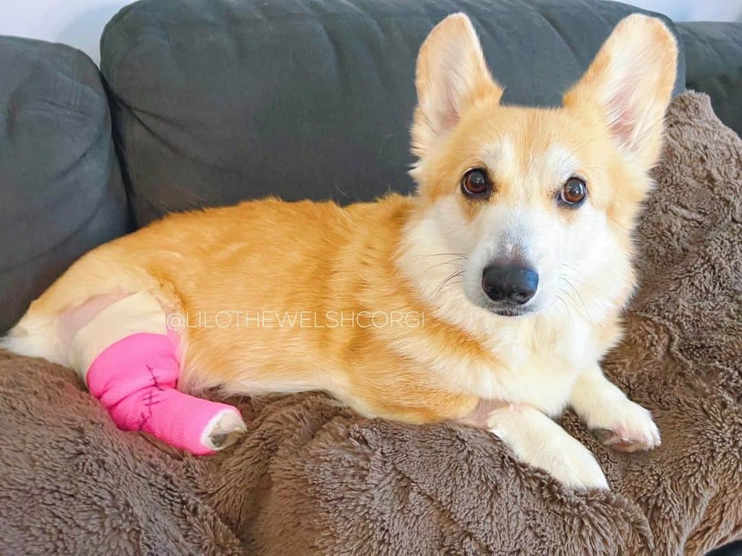 Liloのインスタグラム：「Hi furriends! I've been away for a little while because I recently had cancer surgery. But isn't my pink bandage cute?! Hug your furry family members 💕」