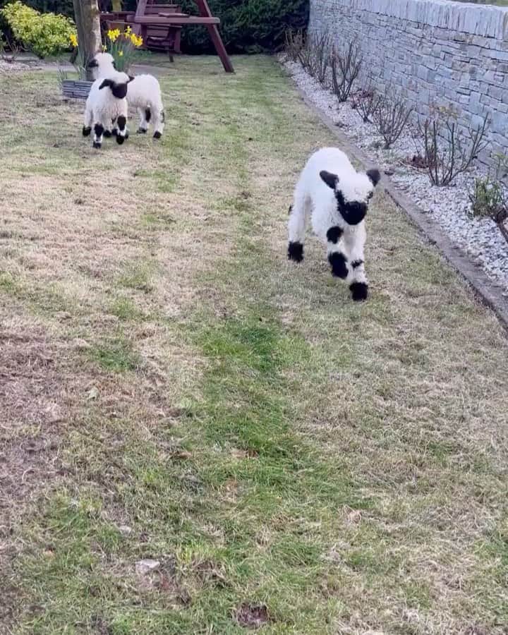 Daily The Best And Funniest Videosのインスタグラム：「A little spring in our steps 🐑 By @truskvalaisblacknose」