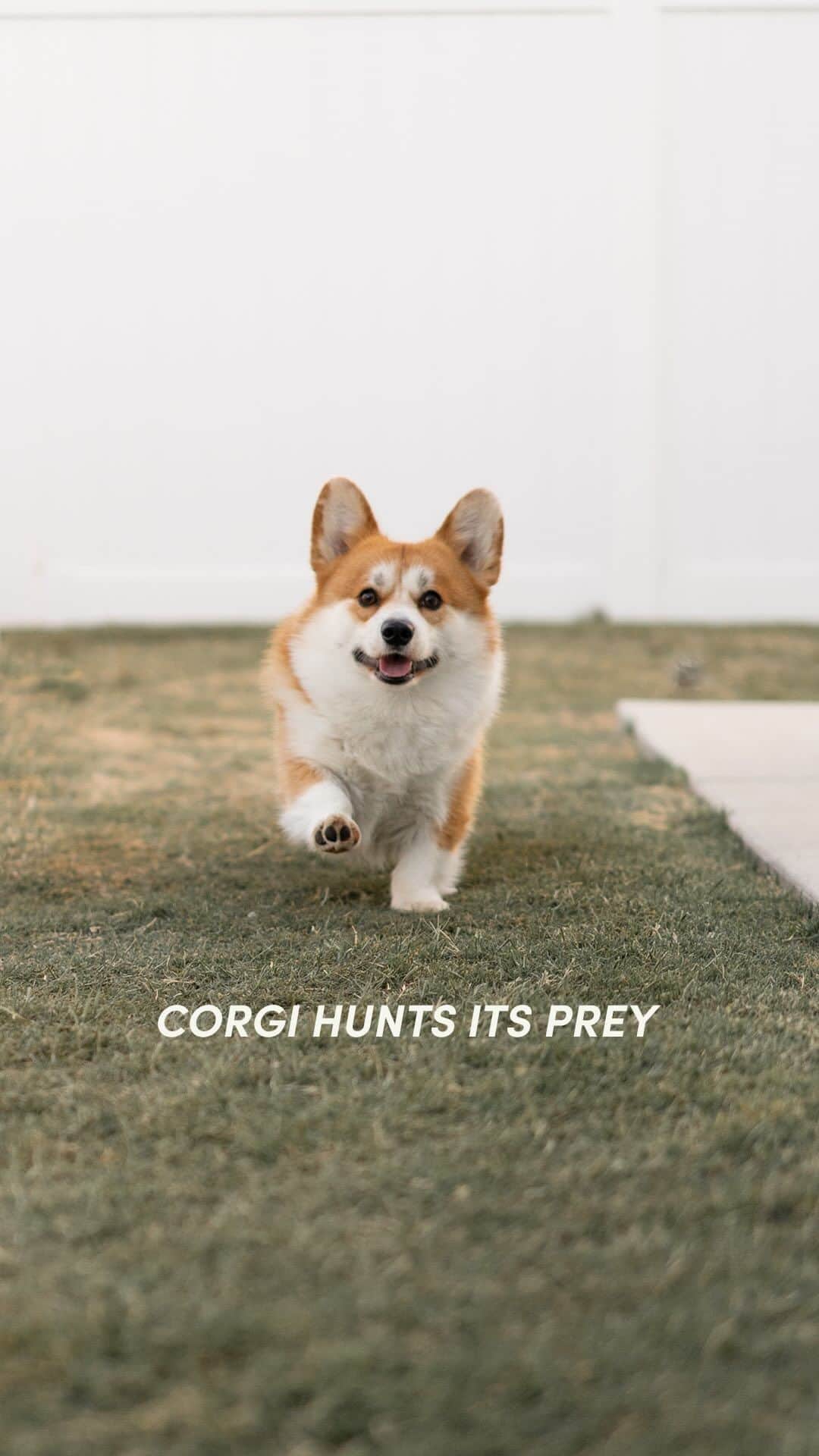 Geordi La Corgiのインスタグラム：「Nature documentary that should not be missed - corgis in the wild! 🤣  (Ok for reals tho does anyone else’s dog play like this?!)」