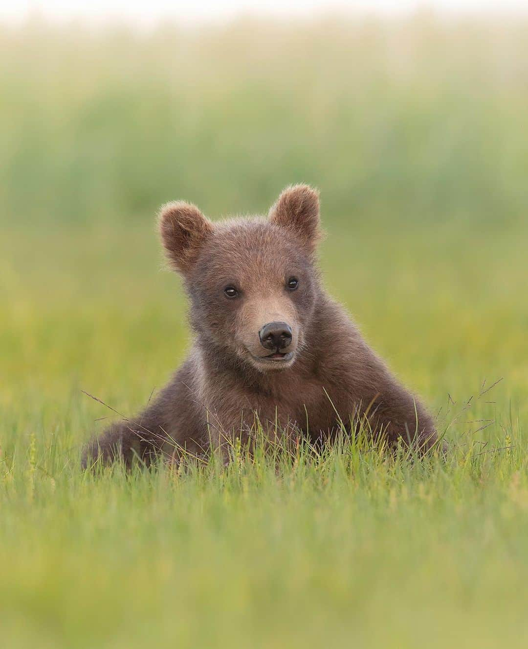 Chase Dekker Wild-Life Imagesさんのインスタグラム写真 - (Chase Dekker Wild-Life ImagesInstagram)「Sign up today for one-on-one online or in person photoshop/photography lessons! Photoshop is without a doubt the most powerful photo editing tool out there, and while this is what can make or break your work, it can also be extremely daunting to learn. I highly recommend anyone who is interested in photography to learn the basics of Photoshop, as it will improve not only your photos but your eye for photography as well. If you'd like to schedule a one-on-one lesson with me, please don't hesitate to message me at the link in my bio. If you prefer to learn by taking your time through an online course, I've got that covered too (link in bio).   #naturephotography #wildlifeplanet #canon #nature_perfection #wildlife_seekers #naturelover #bestnatureshot #rei1440project #theoutbound #grizzlybear #mountains #bbcearth #findyourpark #nationalparkgeek #nationalparks #wildlifephotography #animalphotography #nationalpark #katmai #bear #wildlife #alaskalife #bears #alaska #brownbear #photoshoptutorial #photoshop #photoshoptips」5月14日 1時04分 - chasedekkerphotography