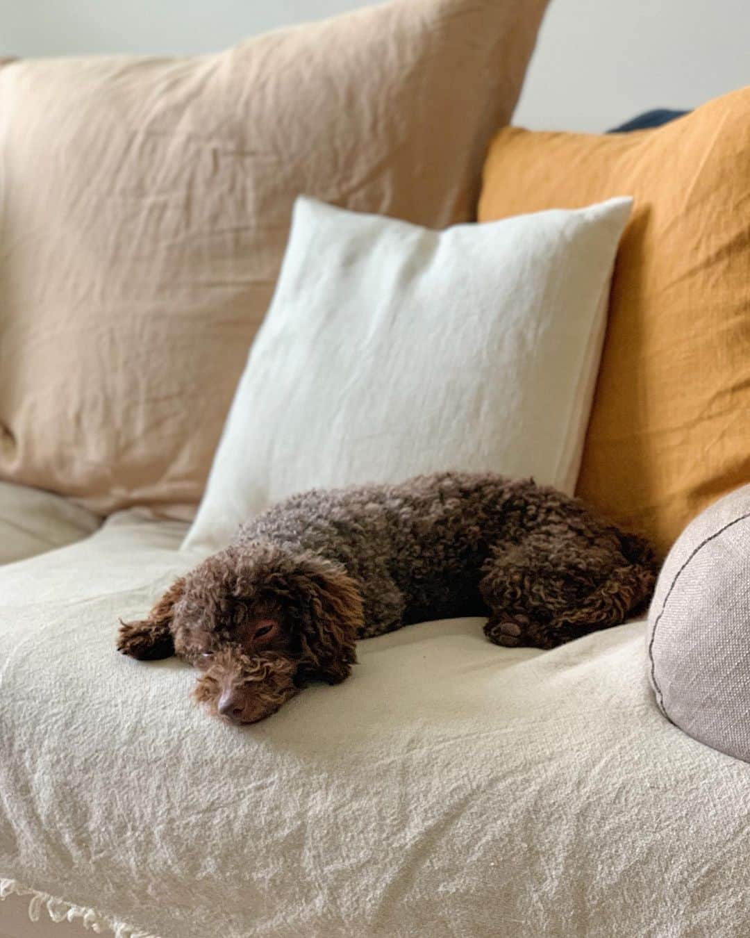田沢美亜のインスタグラム：「晴れまち…💤☀️☔️🚶‍♀️  #TETO  #保護犬 #トイプードルブラウン」