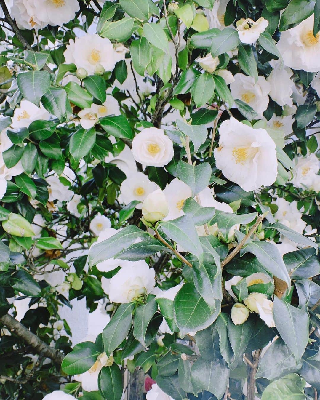 美澄衿依さんのインスタグラム写真 - (美澄衿依Instagram)「#flowers   #misumitohana」5月14日 13時30分 - misumidasu