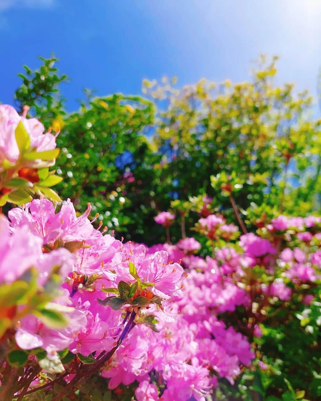 鈴木理香子のインスタグラム：「雨上がりのツツジ🌼 やわらかい日差しと風を感じて🍃 散歩するのがとても気持ち良い新緑の季節ですね😊🌿  #ツツジ #花 #花好きな人と繋がりたい #カメラ好きな人と繋がりたい #📷 #🌼 #鈴木理香子 #セントフォース #flowers」