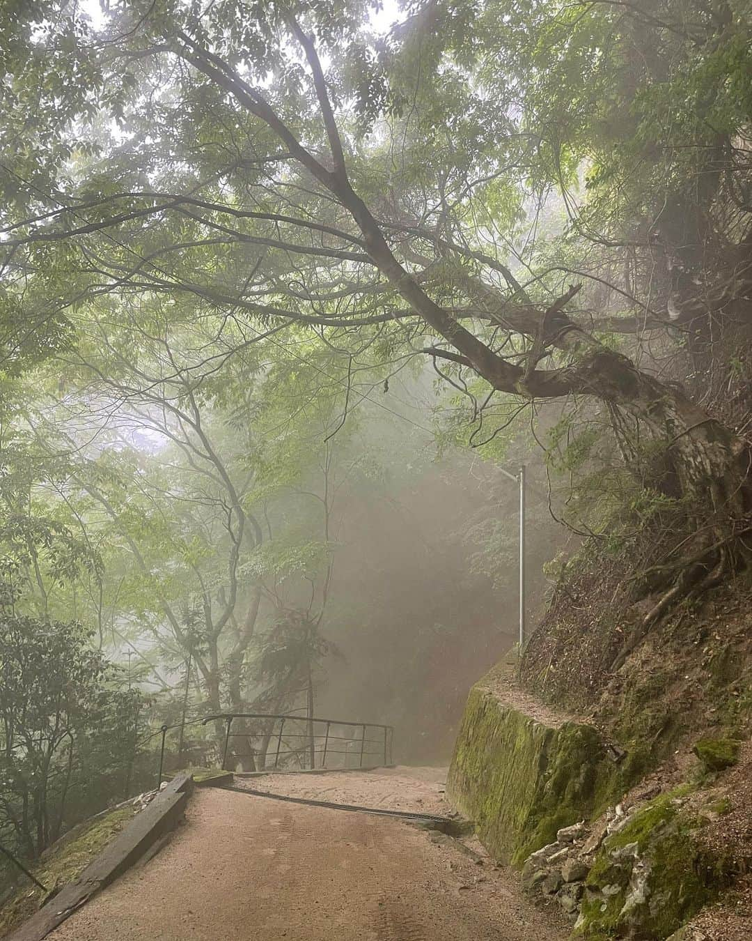 坂元美香さんのインスタグラム写真 - (坂元美香Instagram)「#坂元弾丸一人旅！  ③無動寺参道  ケーブルカーの改札を出て 右の舗装された道を行けば延暦寺。  でも私の目的は、無動寺明王堂！  左にある薄暗い「無動寺参道」へ入り、 険しい山道を20分くらいひたすら下ります。  普段でもここを行く人はあまりいないのですが こんな雨の日はもちろん誰一人いません。  晴れていても神秘的な参道なのに 霧がかかっていて更に神秘的さが増していました✨  朝セットした髪の毛は濃霧マイナスイオンで すでにぺしゃんこ。しっとりヘア。 ちょっとでも油断するとズルっと 足を滑らせてしまうので 結構慎重に歩く必要があります。  10年前は毎年ここを訪れていて、 3歳の息子と二人でこの道を 歩いていたこともあり、 すごく長くて大変な記憶だったのだけど 一人だとすごく近く感じました。  昔のように大好きな大木に額をつけ気をもらい、 守り神の蟹さんは健在で、それだけで大喜び。 あの頃とは比較できないくらいの 穏やかな気持ちでここを訪れたことに 今現在の心の平和さを感じました。  10年、そりゃいろいろあるよね。 人には人の地獄がある。 私には私の地獄がある。  旅はつづく…  #無動寺参道 #比叡山」5月14日 17時31分 - mika_saka