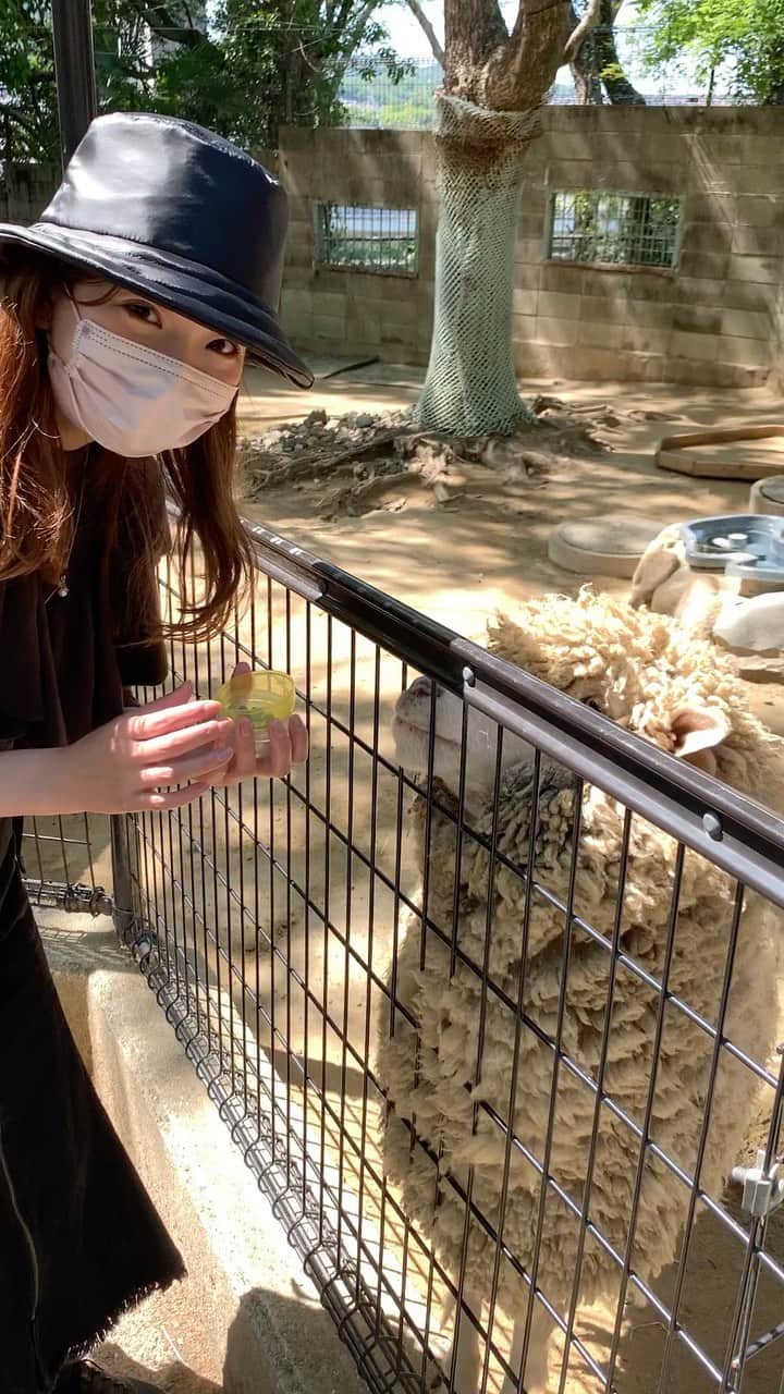 美蘭レンナのインスタグラム：「. . . 羊ちゃんにもエサやり😍💕✨ こちらもふわっふわ🐏🐏🐏🐏🐏 はぁ〜かわいい❤️🐏❤️  #gw#晴れ#お散歩日和#お出かけ #五月山#五月山動物園#大阪#池田 #動物#動物園#ふれあい#アニマル#ズー #もふもふ#ふわふわ#シープ#かわいい #癒し#アルパカ#🦙#羊#🐏 #ウォンバット#エミュー#ワラビー#🦘」