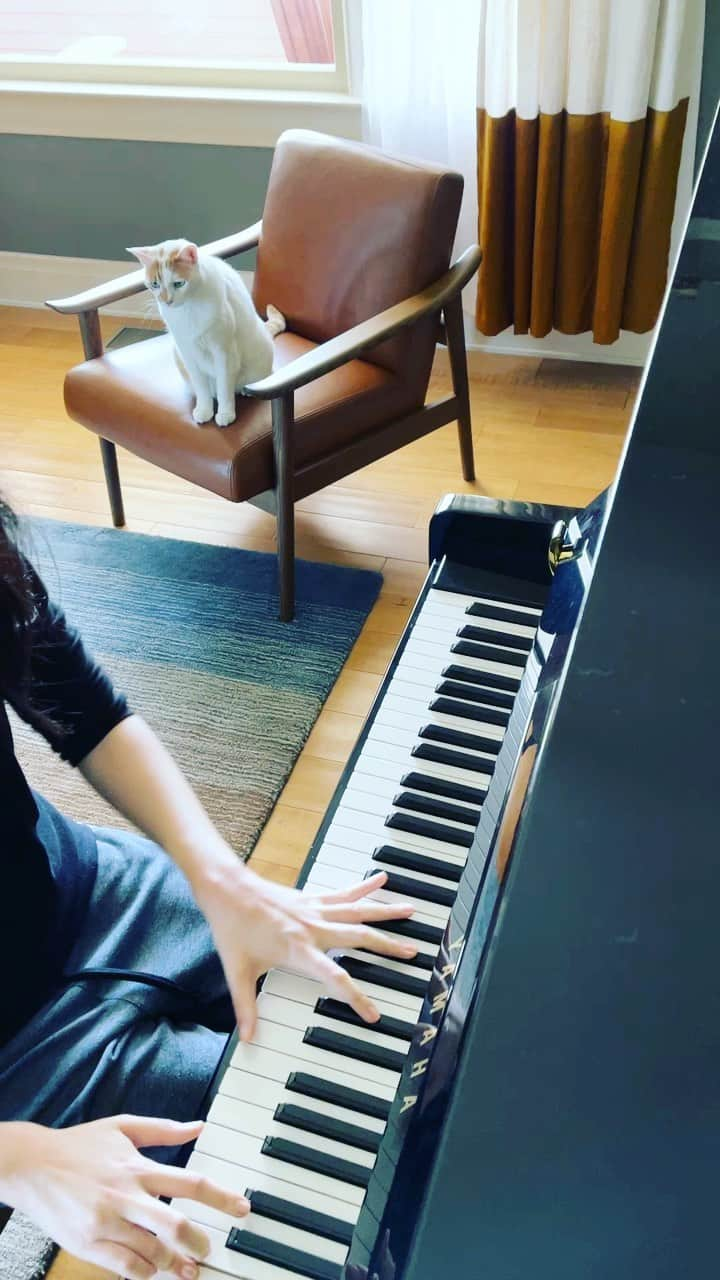 Richard Kittyのインスタグラム：「Richard is enjoying some “Fantasie Impromptu” on the piano this fine morning 🎹」