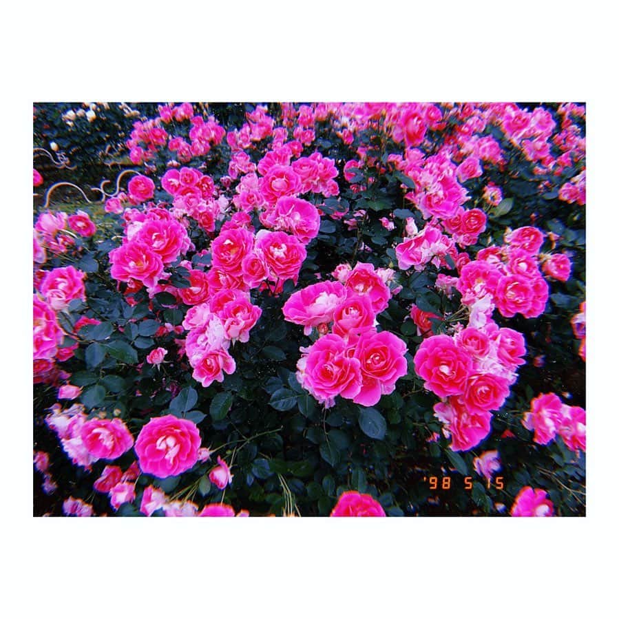 青山京平のインスタグラム：「・ 1番好きな薔薇です #ケアフリーワンダー  #修景バラ  #代々木公園  #バラ園」