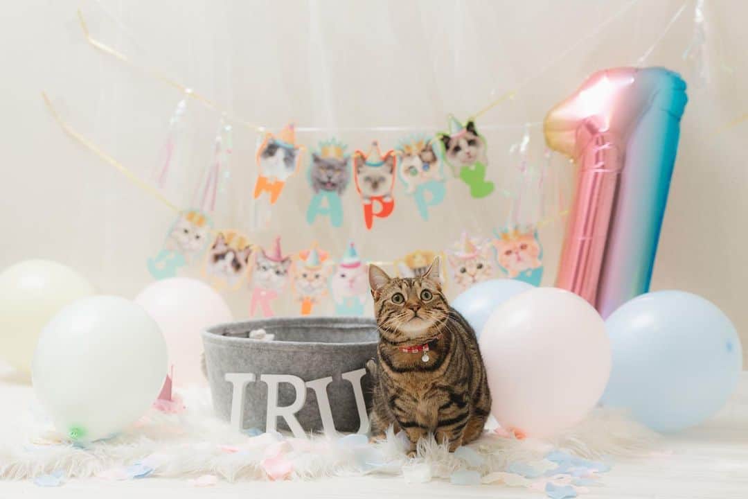 日下部美愛のインスタグラム：「愛猫イルさん今日1歳を迎えました いつも癒しをありがとう ⁡イルさんが家に来てから毎日幸せです ⁡私の寿命あげるから長生きしてほしい ⁡記念に撮影してもらいました🫶🏻 イルさんお誕生日おめでとう🎂🎶⁡  photo by @mabu722  ⁡ ⁡ #photo #japan #model #me #hair #fashion #selfie #makeup  #followme #instagood #camera #instadaily #dailylook #사진 #데일리  #데일리 #셀카 #메이크업 #아이돌 #일본 #일본여자 #고양이 #cat #マンチカン」