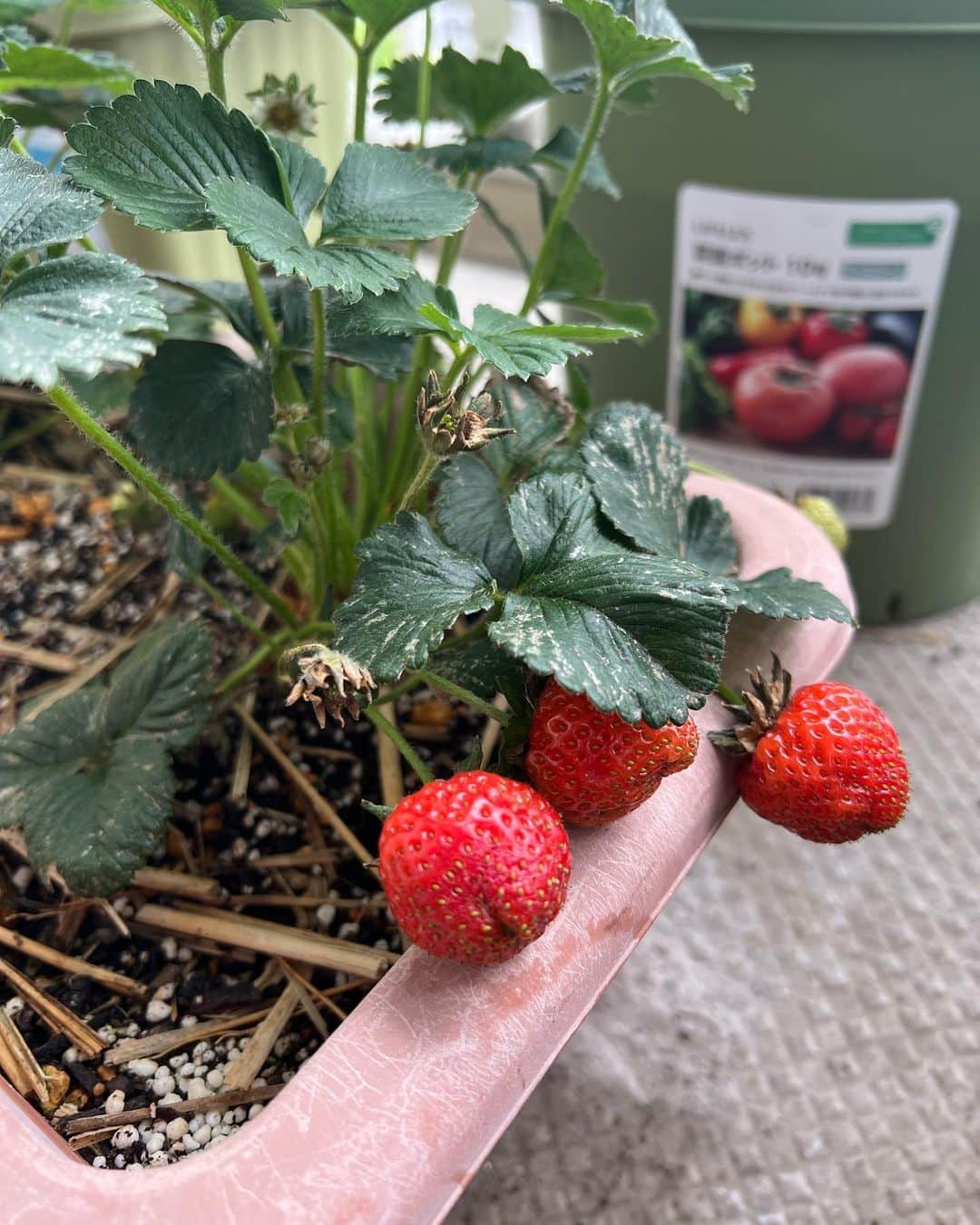 藤下良司さんのインスタグラム写真 - (藤下良司Instagram)「今年は久々にイチゴが収穫できそう。 ベランダ菜園、楽しい。」5月15日 11時56分 - riji2017