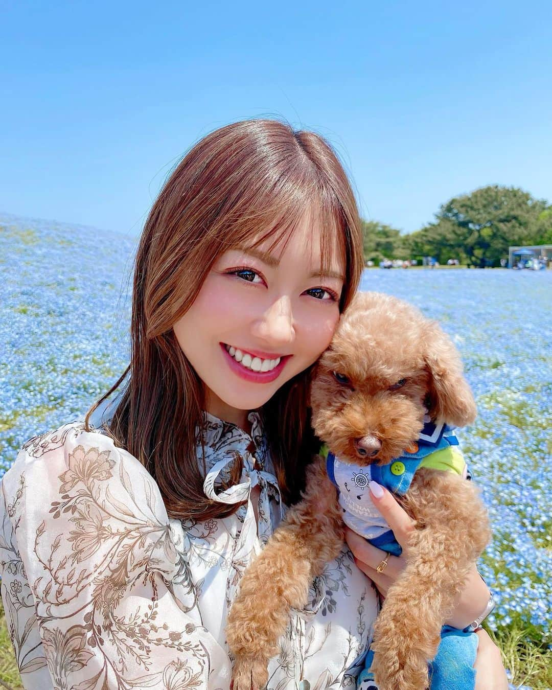 小山ひかるのインスタグラム：「ワンちゃんも連れて行ける ネモフィラのお花畑💙💙  一緒に行けて嬉しかった🥰  にしてもロンの顔よ🤣🤣  暑かったし人も多かったし 疲れてる感がすごい😂😂  ロンちゃんの脳内はきっと 『何枚写真撮るんだよ。』 だったと思う😂😂笑  付き合ってくれてありがとう🥹❤️笑  #ネモフィラ #ネモフィラ畑 #国営ひたち海浜公園 #茨城 #茨城県 #茨城観光 #ネモフィラ祭り #ネモフィラブルー #お花畑 #晴天 #sunny #sunnyday #happy #smile #rienda #riendaコーデ #お散歩 #青空 #綺麗 #beautiful #やっと行けた #念願 #春 #spring #🐶  #愛犬 #トイプードル #トイプー #親バカ #toypoodle」