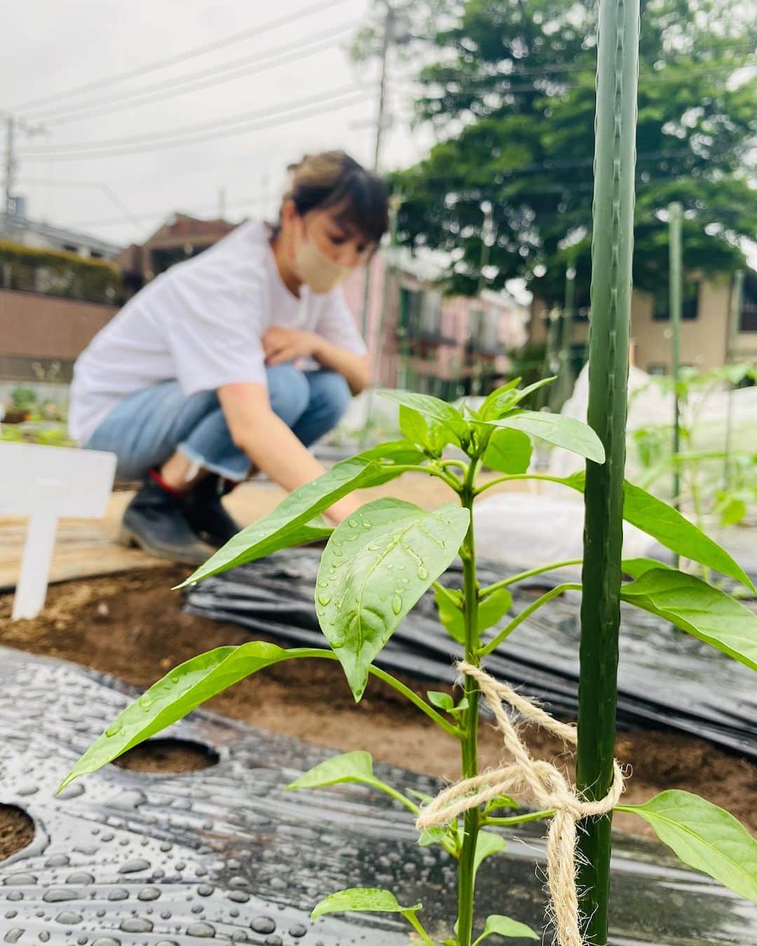 鈴木サチのインスタグラム：「. 夏野菜の準備がギリギリ間に合ったよー😌✨ .  #ママ #ママモデル #モデル #4児ママ #畑 #畑仕事」
