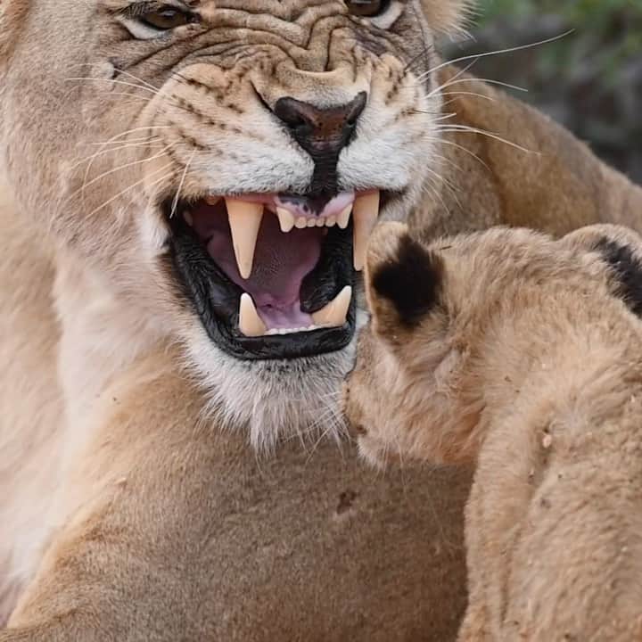 Keith Ladzinskiのインスタグラム：「I can empathize…  . . . . #lion #lioncubs #yawn @tswalu @danahrichardson @southafrica」