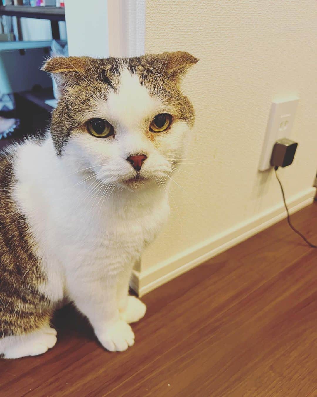 植原みゆきのインスタグラム：「今日は友人宅のおネコ様に会いに行ってきました🐱✨ ⁡ この子は元々野良だった保護ネコです 多分スコティッシュが混ざってるかなぁ？？ ⁡とにかく可愛い🥰 初めましてなのに物怖じしない性格で 逃げる事無く触らせてくれたり遊んでくれましたーー♡ ⁡１回怒られてカプっと甘噛みされましたがw ⁡ ⁡そしてあっという間に私のカメラロールが100枚近く写真と動画で埋め尽くされるwww 予定があって1時間くらいしか会えなかったけど またお邪魔しに行くからねーーー😆‼️ ⁡  #ネコ   #保護猫」