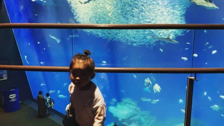 谷口大智のインスタグラム：「アクアワールド大洗水族館は子供達が大好きなベイビーシャークとコラボ中らしく、子供達も大はしゃぎ😂🦈  皆さんも是非子供たちを連れてってみてはどうですか？  #アクアワールド大洗 #dtのオフ   @aquaworld_oarai」
