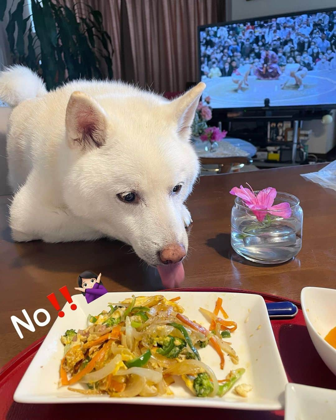 Jacknomamaさんのインスタグラム写真 - (JacknomamaInstagram)「ボクは一年中食欲の秋🐶👍🍲🍚🥩🥐🍳🥒 #白柴ジャック #元気が1番 #13歳7ヶ月 #老犬とは言わせない #若ぶってる #食欲旺盛 #未だ未だイタズラ盛り #憎めない奴」5月16日 17時05分 - siroshiba