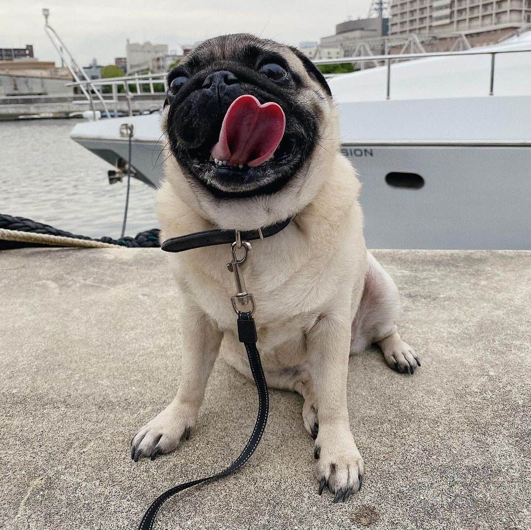 kaisakamotさんのインスタグラム写真 - (kaisakamotInstagram)「👨🏻🐶🚤 #パグ #犬 #pug #pugstagram #pugsofinstagram #vsco #vscocam #大正」5月16日 17時07分 - kaisakamot