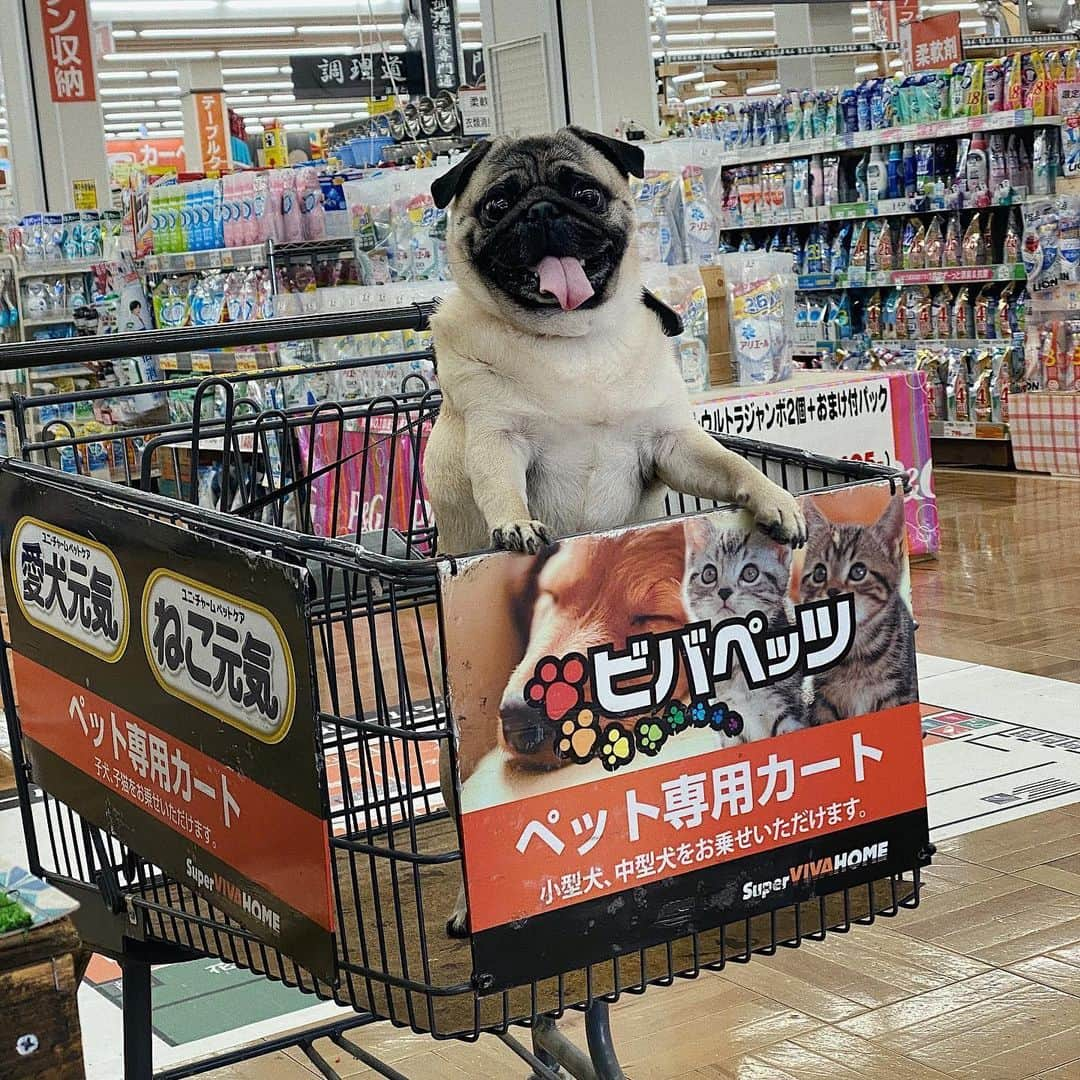 kaisakamotさんのインスタグラム写真 - (kaisakamotInstagram)「👨🏻🐶🚤 #パグ #犬 #pug #pugstagram #pugsofinstagram #vsco #vscocam #大正」5月16日 17時07分 - kaisakamot