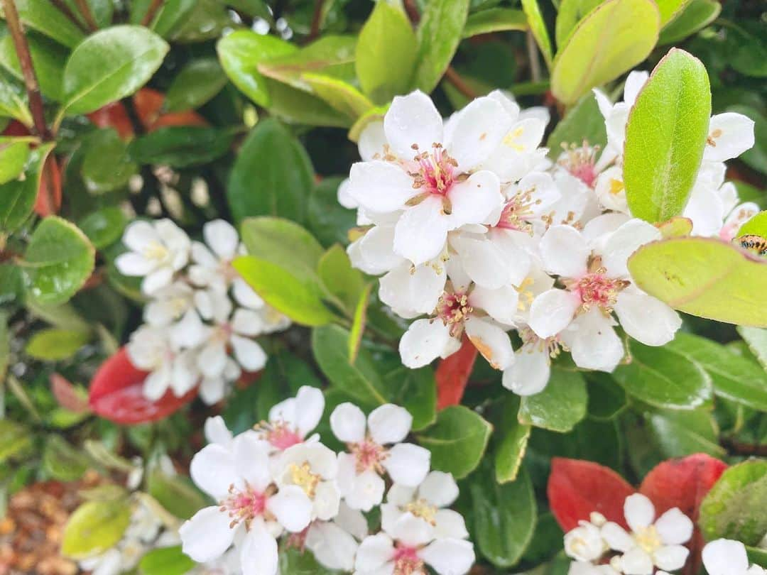 江川清音のインスタグラム：「会社近くに アーモンドツリーが…！🌳✨ ⁡ 番組でも桜に似てるお花で ご紹介した事がありました🌸 ⁡ まさかこんな近くで見つけるなんて🤭💗 開花時期は春という事なので今咲いているのは、若干遅めですね🤔 ⁡ アーモンドの実の収穫は 梅雨や台風が多い日本の気候では あまり向かないみたいです〜☔️ ⁡ 花言葉は「希望」や「真心の愛」「永遠の優しさ」など🌼 ちょっと怖い花言葉では「軽率」や「愚かさ」などがあるそうです。 ⁡ #花 #アーモンド #アーモンドツリー #アーモンドの木 #花言葉 #桜に似てる #可愛い花 #白の花 #ハナノナ #雨も滴るイイオハナ」