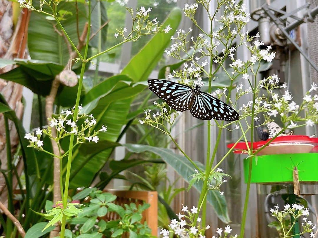 菜々さんのインスタグラム写真 - (菜々Instagram)「千と千尋の神隠し風🤍 蝶々ハマった〜🦋」5月16日 20時30分 - nananamily