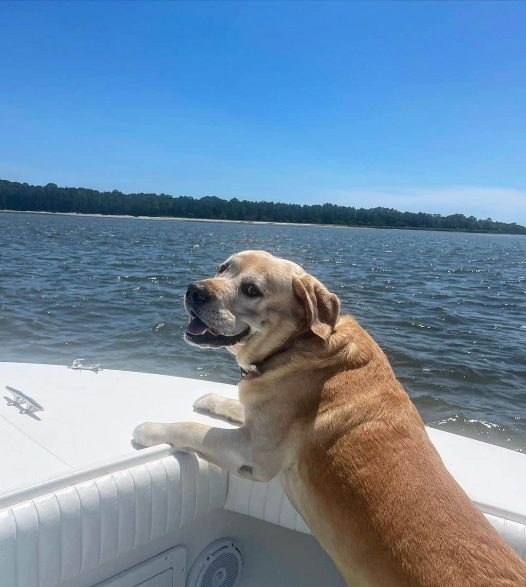 Huckさんのインスタグラム写真 - (HuckInstagram)「Boat days = best days ⚓️💙☀️🌊🎾🐾 . . . . . . . .  #thelablove_feature #worldofmylab #talesofalab #justlabradors #yellowlabsquad #yellowlab #fab_labs_ #labphotooftheday #labradorretriever #labradorsofinstagram #englishlab #boatdog #labradoroftheday #labradorlove #yellowlabsofinstagram #labs_of_insta #labrador_lovers #worldoflabs #bestlabradors」5月17日 2時03分 - yellow_lab_named_huck